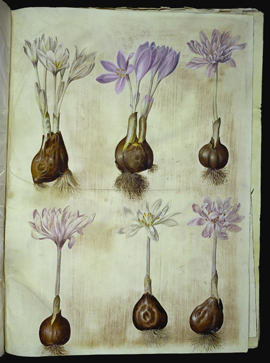 Colchicum autumnale (høst-tidløs) alkotó: Hans Simon Holtzbecker