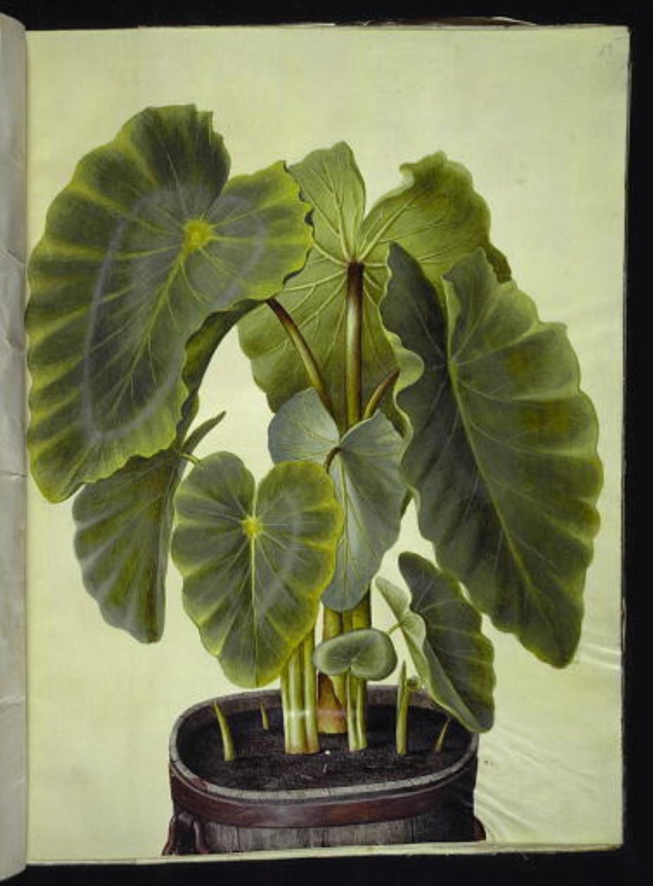 Colocasia esculenta (taro) alkotó: Hans Simon Holtzbecker