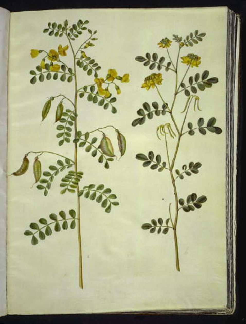 Colutea arborescens (közönséges hólyagfű); Hippocrepis emerus (bokor-patkó) alkotó: Hans Simon Holtzbecker