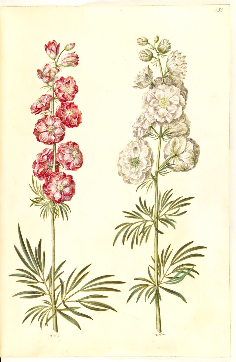 (have-ridderspore) alkotó: Hans Simon Holtzbecker