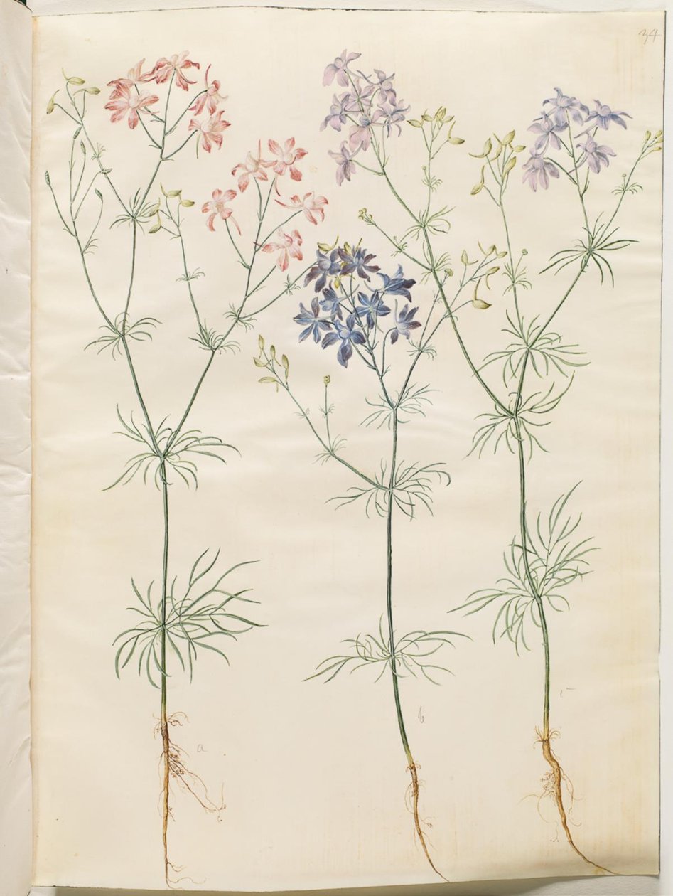 Consolida Regalis (Korn-Riedersfoor) alkotó: Hans Simon Holtzbecker