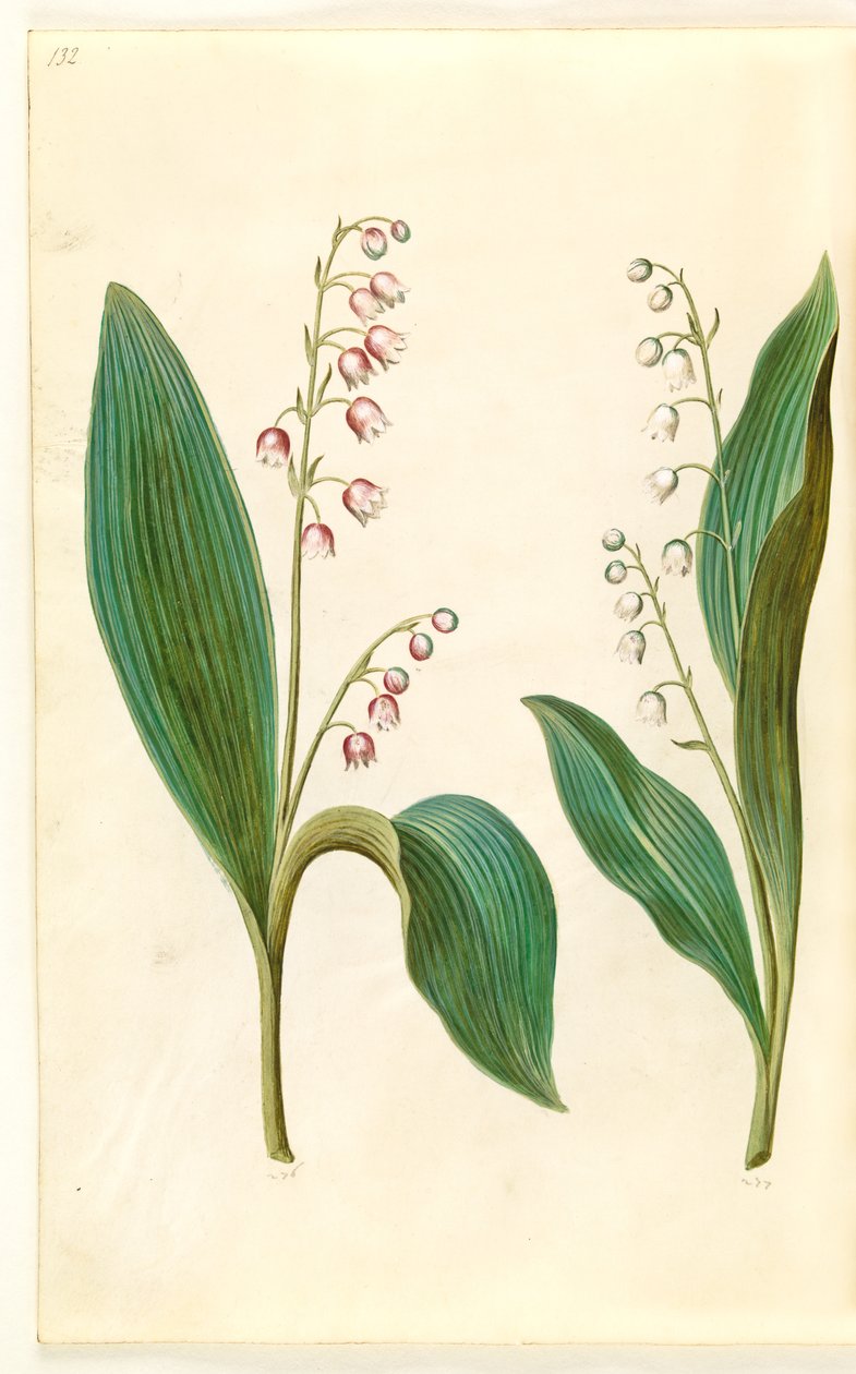 Convallaria majalis rosea (vörös gyöngyvirág); Convallaria majalis (gyöngyvirág) alkotó: Hans Simon Holtzbecker