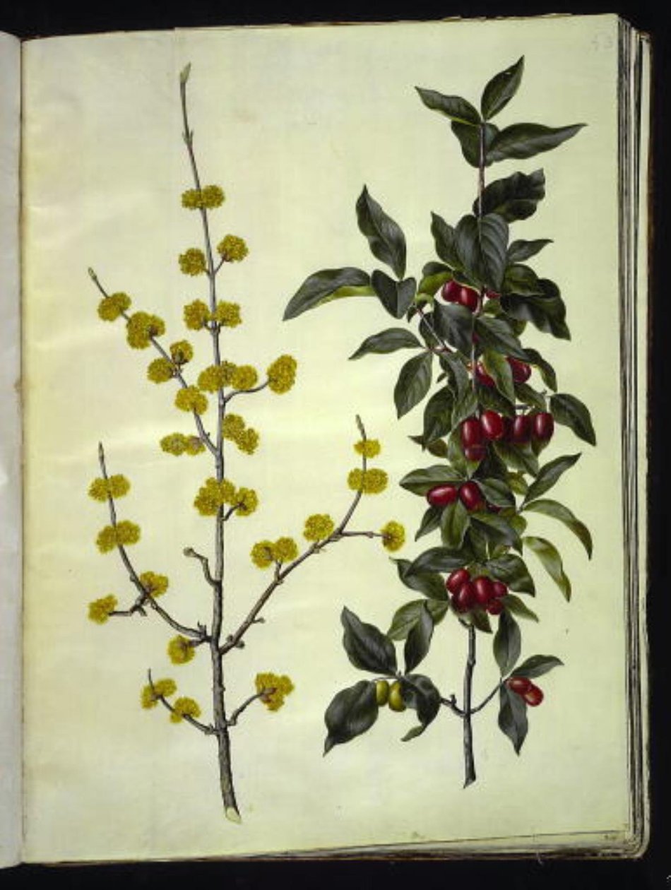 Cornus mas (cseresznye somfa) alkotó: Hans Simon Holtzbecker