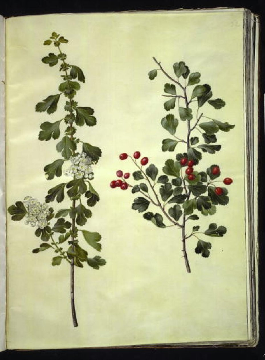 Crataegus laevigata (közönséges galagonya) alkotó: Hans Simon Holtzbecker