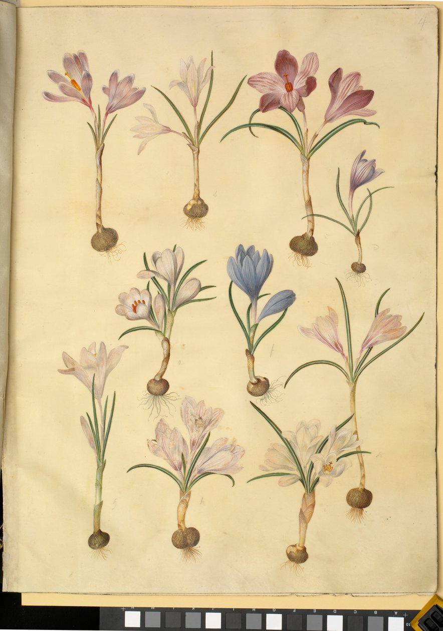 Crocus vernus (vad krókusz) alkotó: Hans Simon Holtzbecker