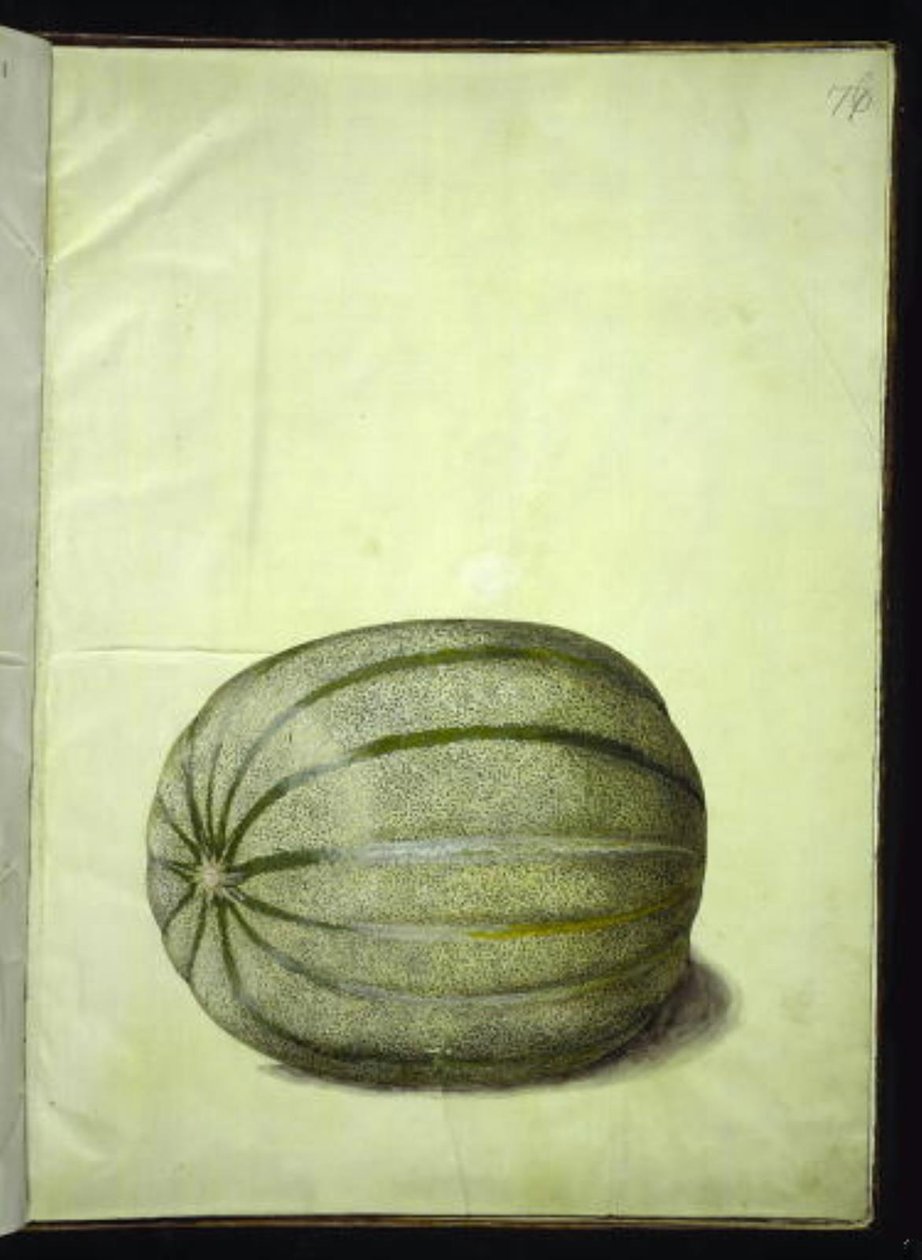 Cucumis melo (dinnye) alkotó: Hans Simon Holtzbecker