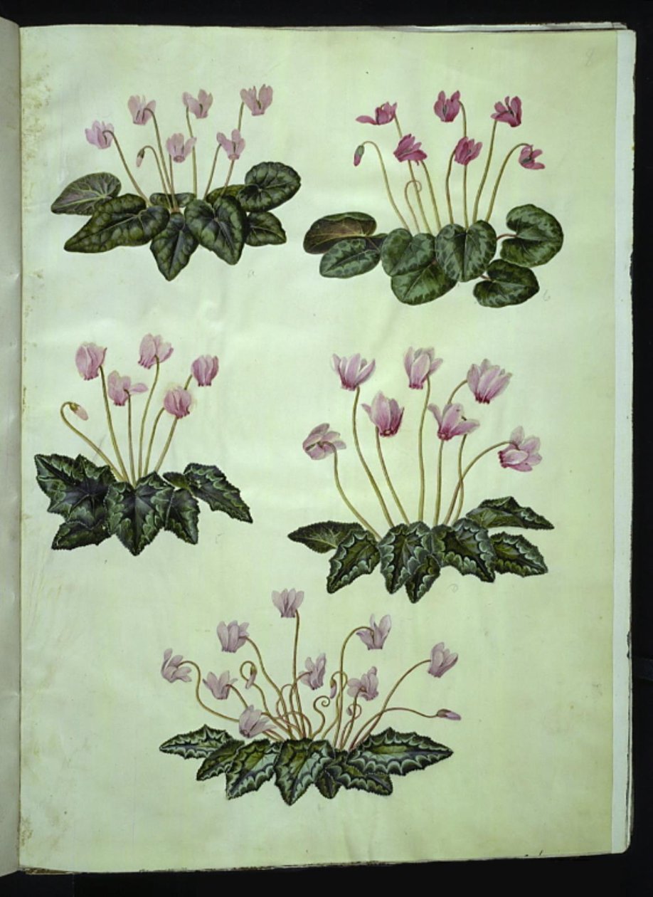 Cyclamen purpurascens (igazi alpesi ibolya); Cyclamen hederifolium (borostyánlevelű alpesi ibolya) alkotó: Hans Simon Holtzbecker