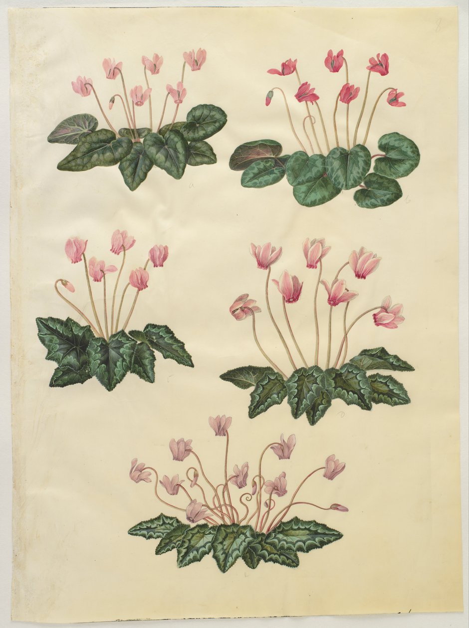 Cyclamen purpurascens; Cyclamen hederifolium alkotó: Hans Simon Holtzbecker
