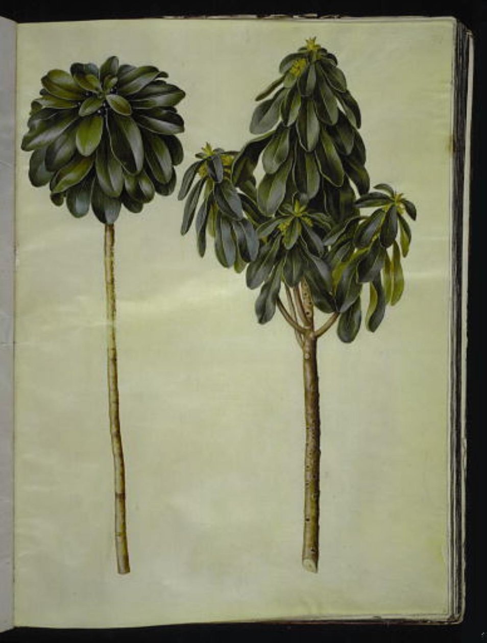 Daphne laureola (laurel-daphne) alkotó: Hans Simon Holtzbecker