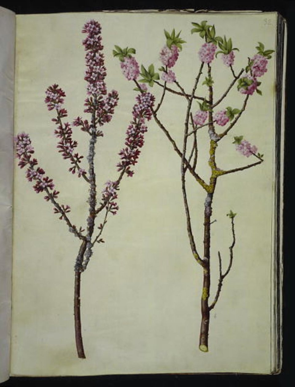 Daphne mezereum (peberbusk) alkotó: Hans Simon Holtzbecker