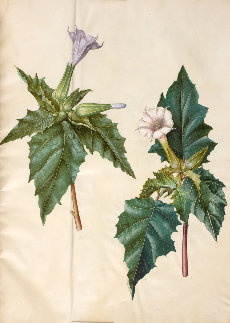 Datura stramonium (közönséges leányszőrű alma) alkotó: Hans Simon Holtzbecker