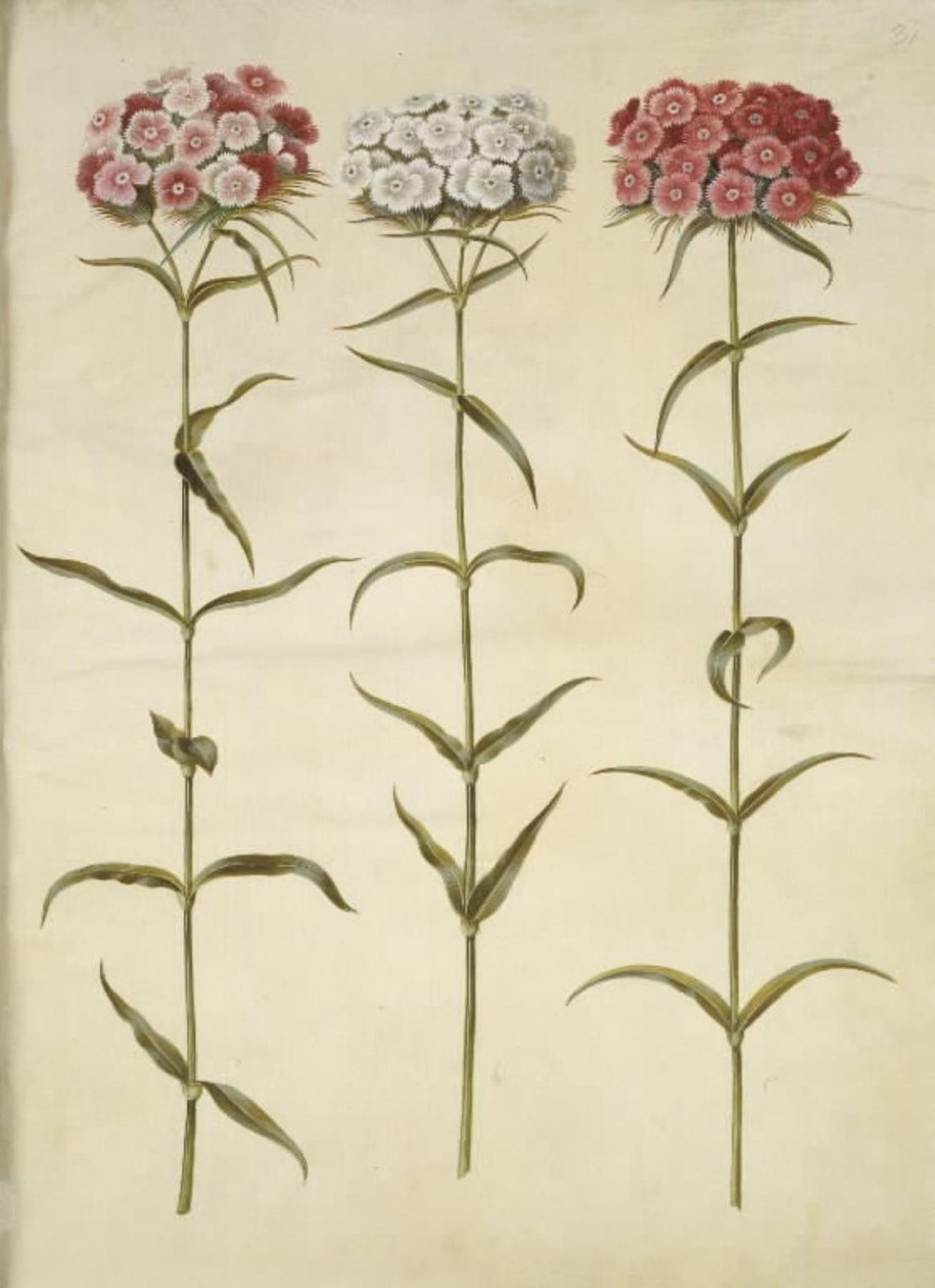 Dianthus barbatus (tanuló szegfű) alkotó: Hans Simon Holtzbecker