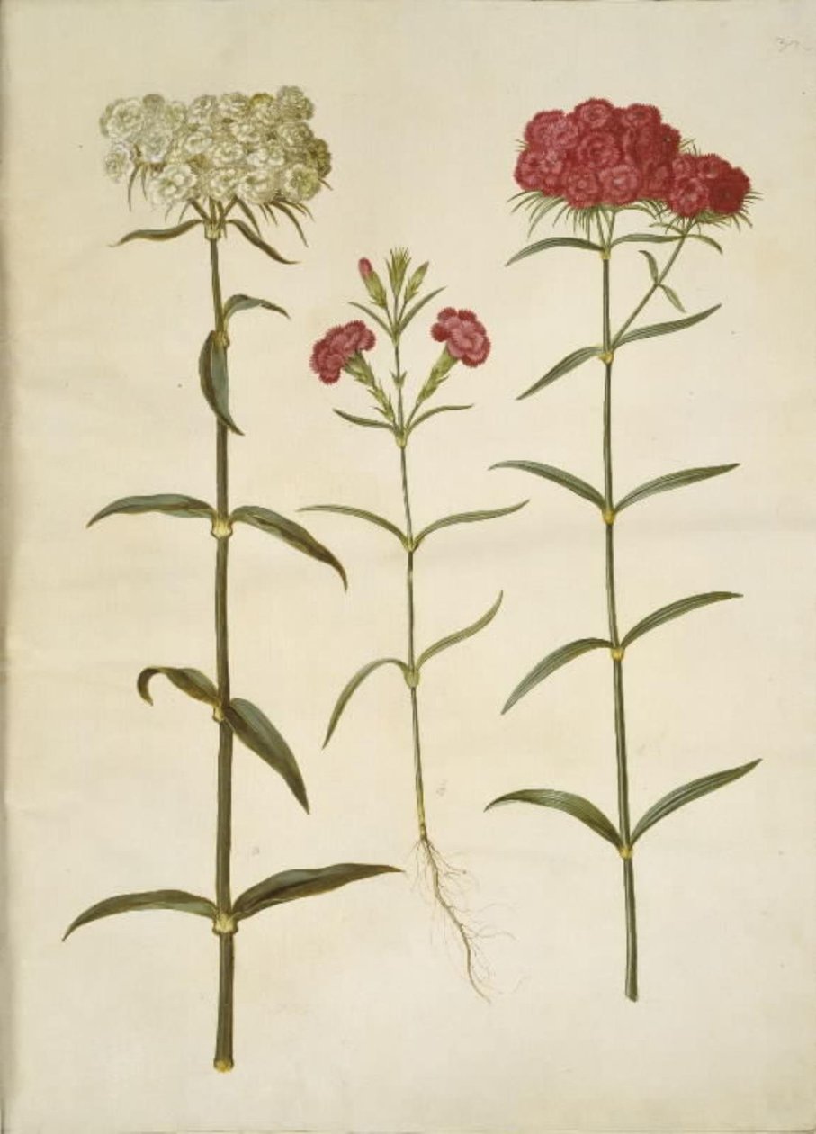 Dianthus barbatus (diák szegfű); Dianthus (szegfűfaj) alkotó: Hans Simon Holtzbecker