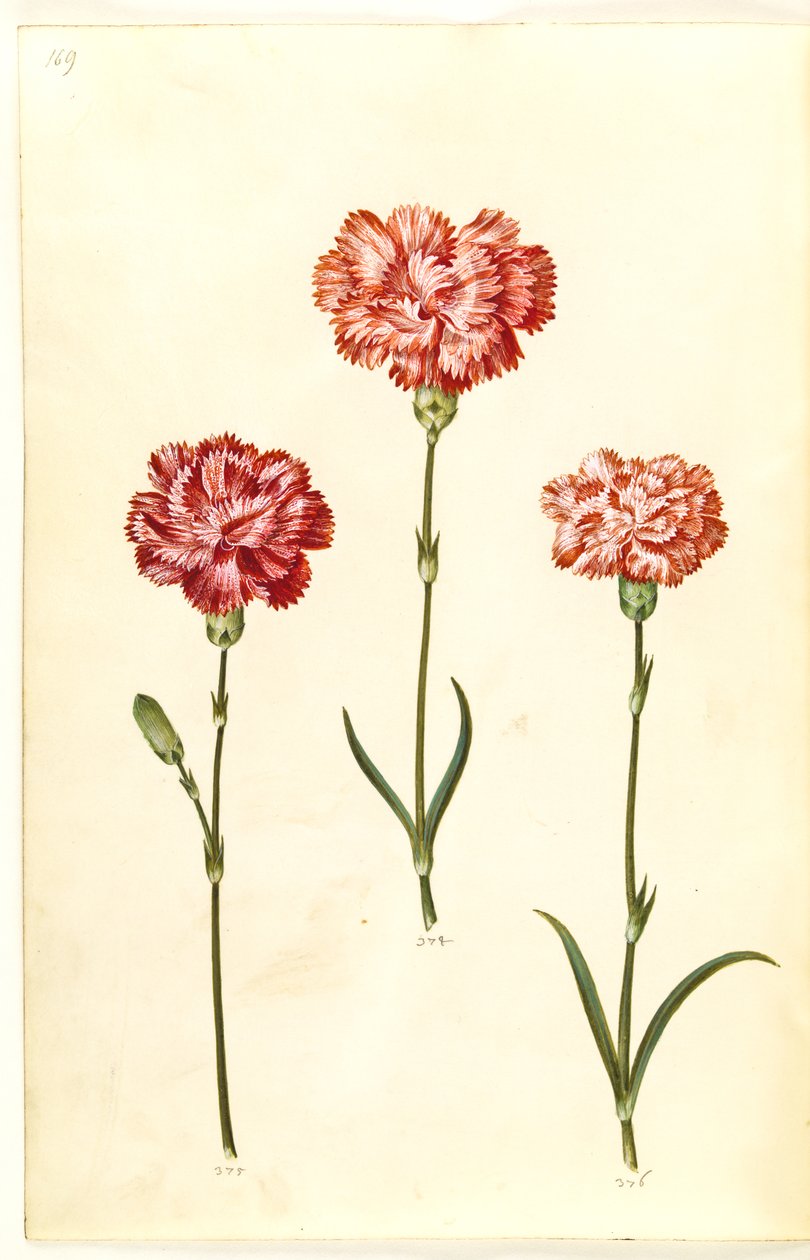 Dianthus caryophyllus (kerti szegfű) alkotó: Hans Simon Holtzbecker