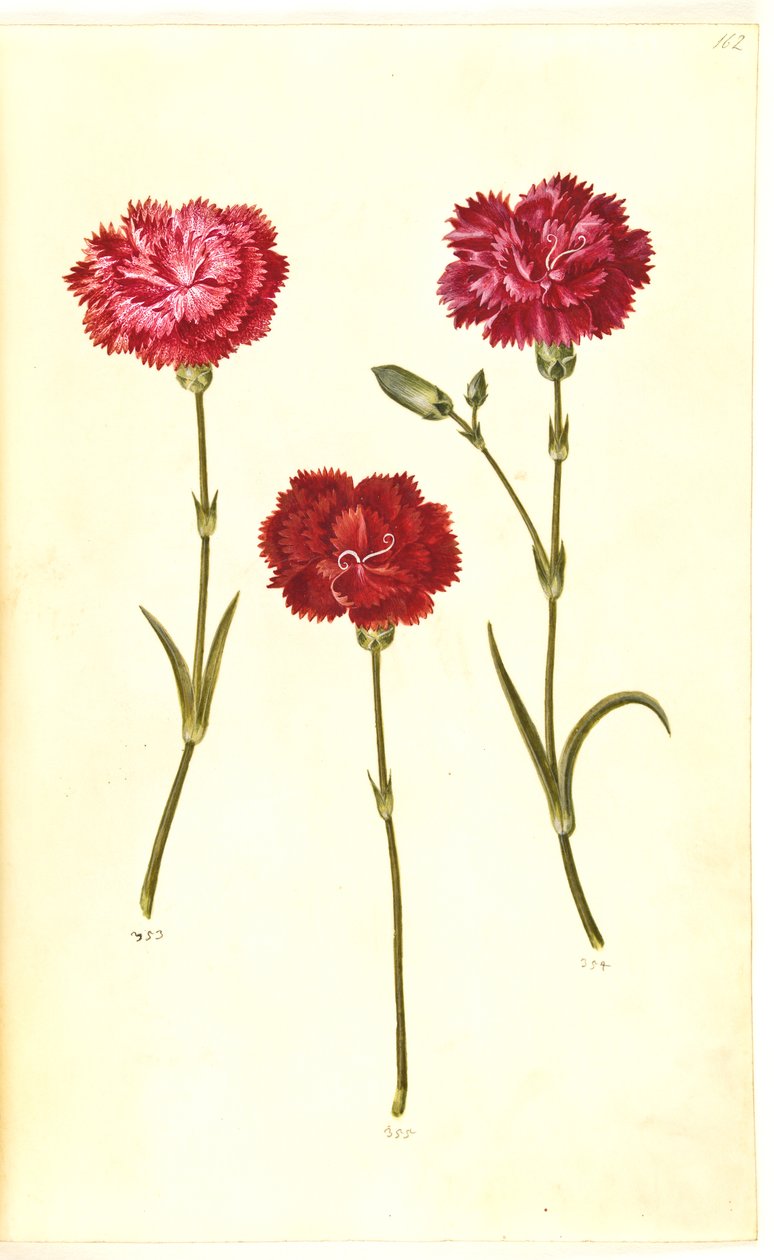 Dianthus caryophyllus (kerti szegfű) alkotó: Hans Simon Holtzbecker