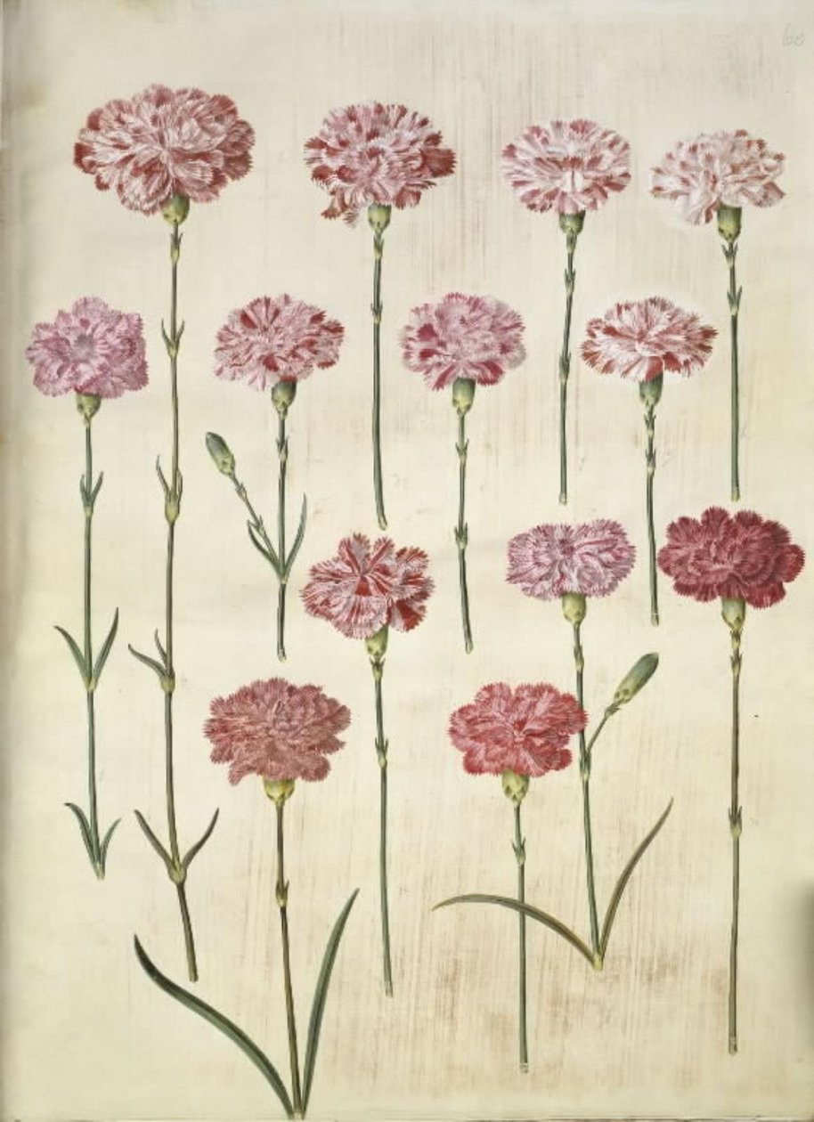 Dianthus caryophyllus (kerti szegfű) alkotó: Hans Simon Holtzbecker