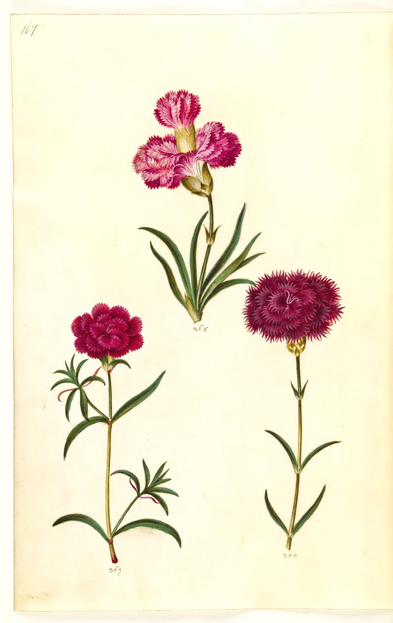 Dianthus caryophyllus (kerti szegfű) alkotó: Hans Simon Holtzbecker