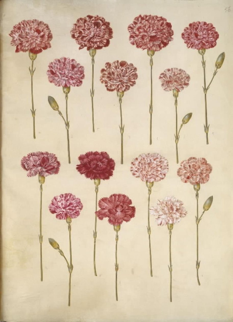 Dianthus caryophyllus (kerti szegfű) alkotó: Hans Simon Holtzbecker