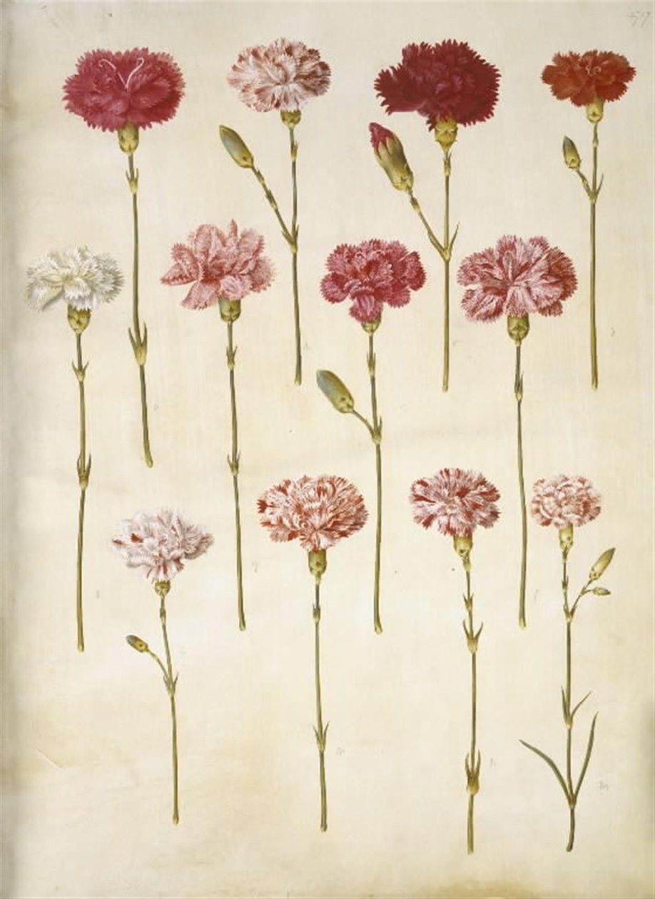 Dianthus caryophyllus (kerti szegfű) alkotó: Hans Simon Holtzbecker