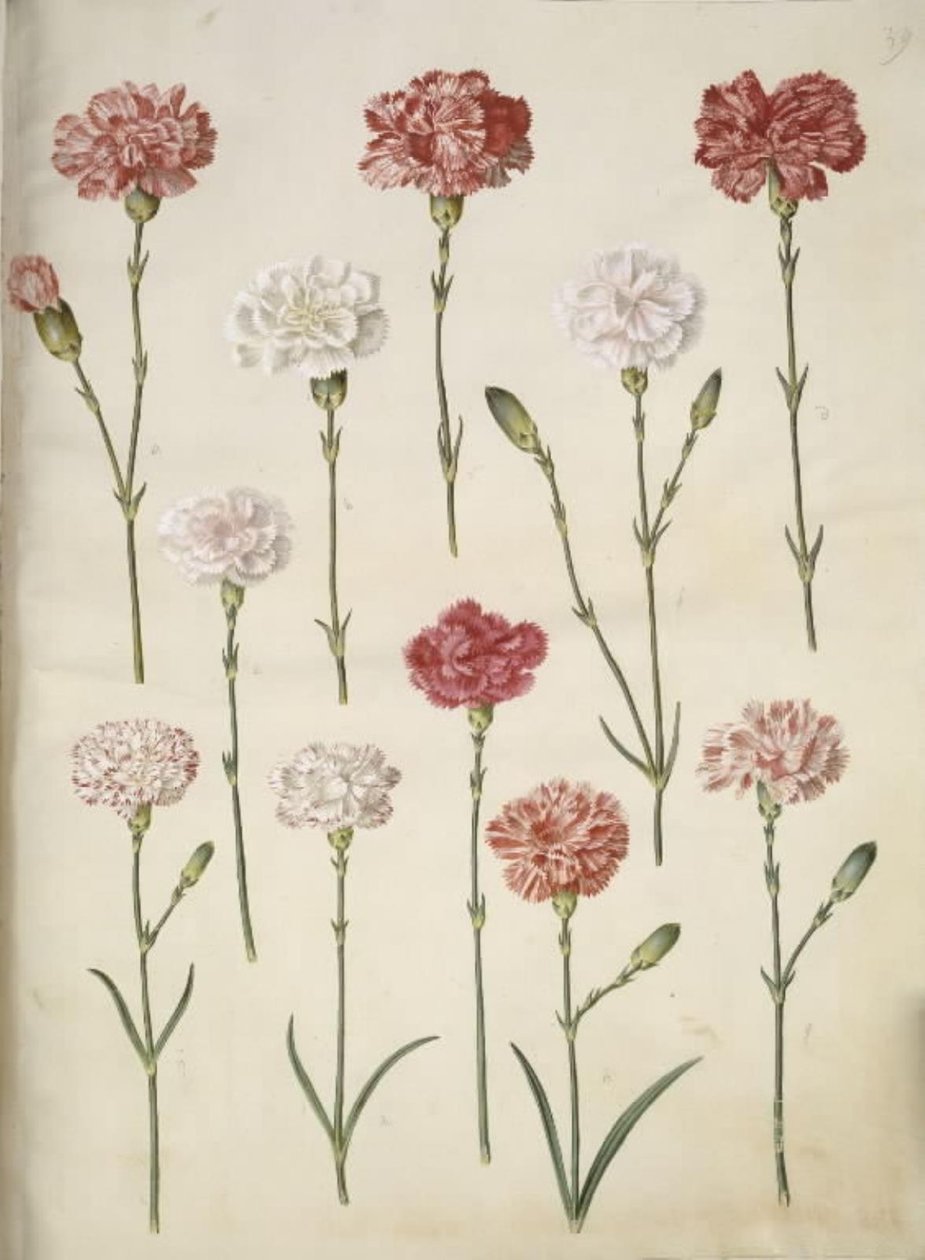 Dianthus caryophyllus (kerti szegfű) alkotó: Hans Simon Holtzbecker