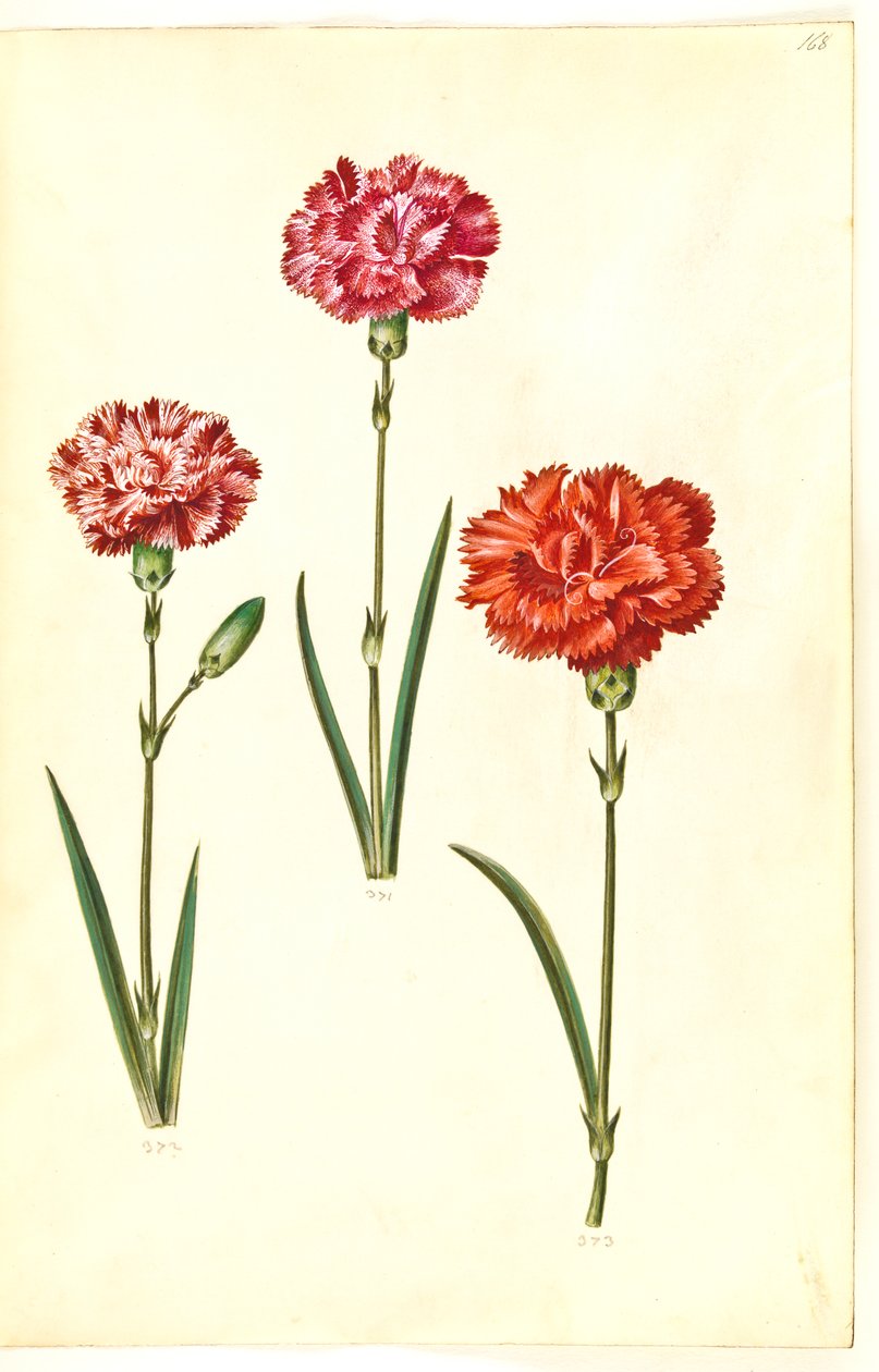 Dianthus caryophyllus (kerti szegfű) alkotó: Hans Simon Holtzbecker