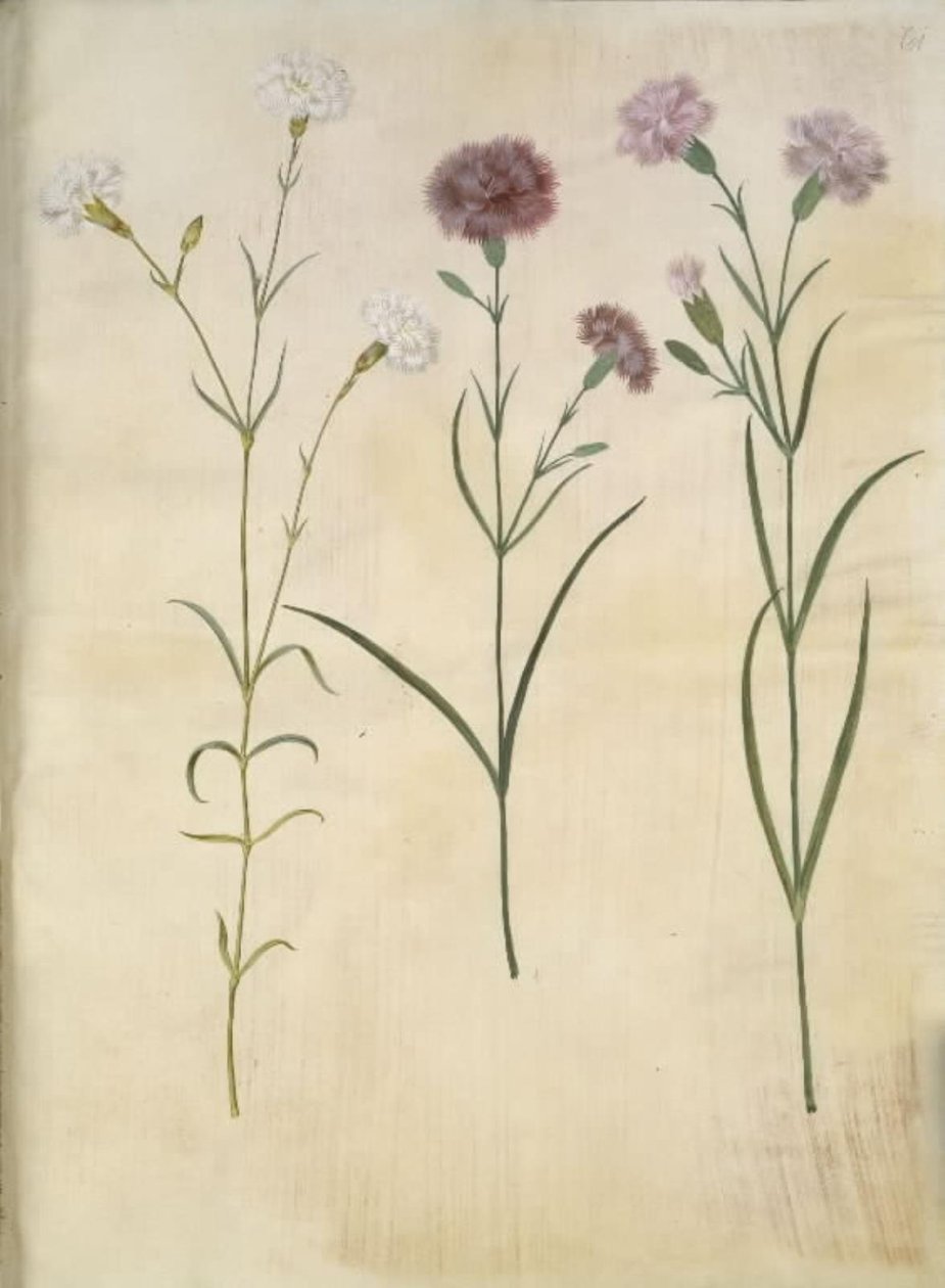 Dianthus plumarius (tollas szegfű) alkotó: Hans Simon Holtzbecker