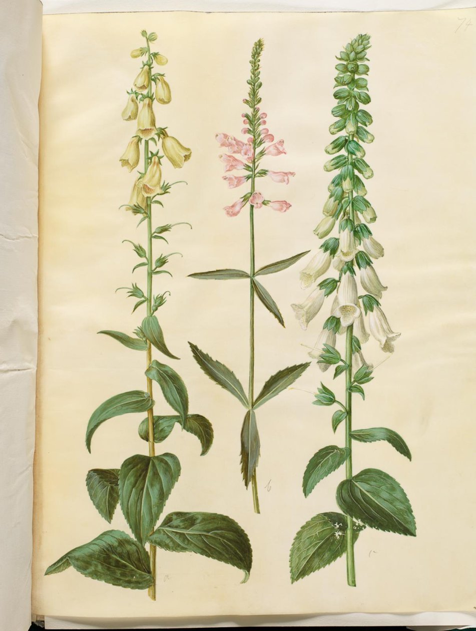 Digitalis grandiflora (nagyvirágú gyűszűvirág); Physostegia virginiana (Physostegia virginiana); Digitalis purpurea (közönséges digitálisz) alkotó: Hans Simon Holtzbecker