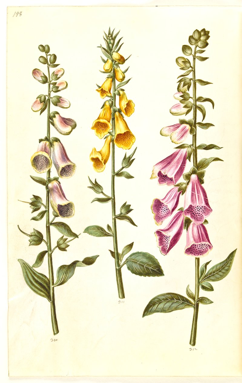 Digitalis purpurea (közönséges digitálisz); Digitalis grandiflora (nagy virágú gyűszűvirág) alkotó: Hans Simon Holtzbecker