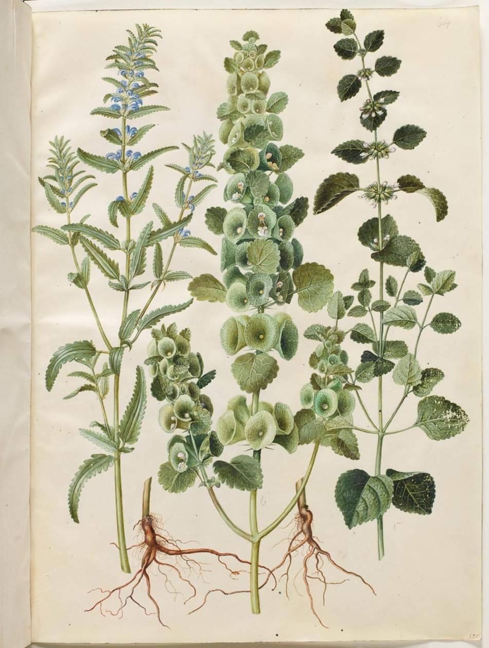 Dracocephalum moldavica (moldvai sárkányfej); Moluccella spinosa (torony tölcsér csésze); Melissa officinalis (citromfű) alkotó: Hans Simon Holtzbecker