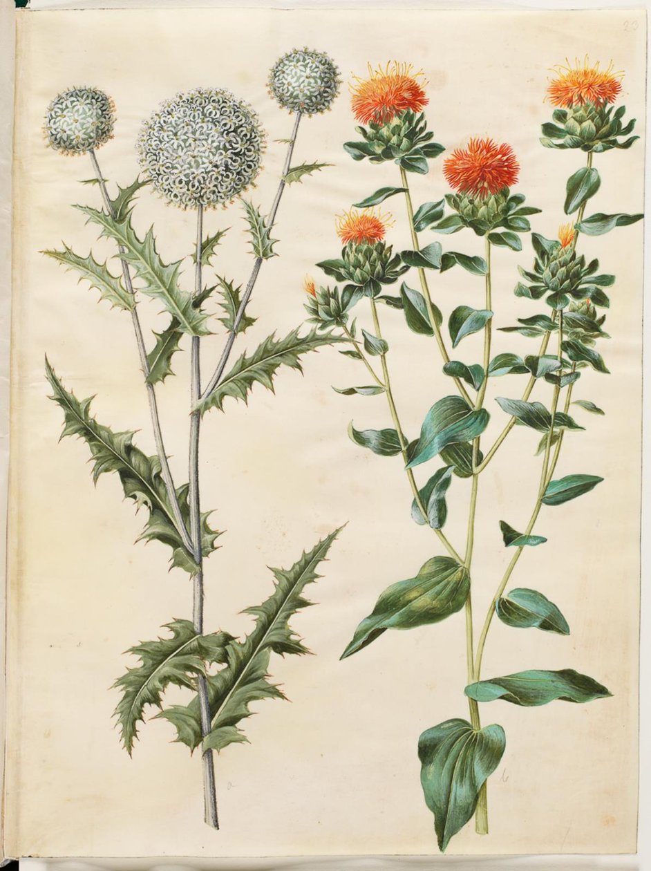 Echinops sphaerocephalus (almindelig tidselkugle); A pórsáfrány festése (gul saflortidsel) alkotó: Hans Simon Holtzbecker