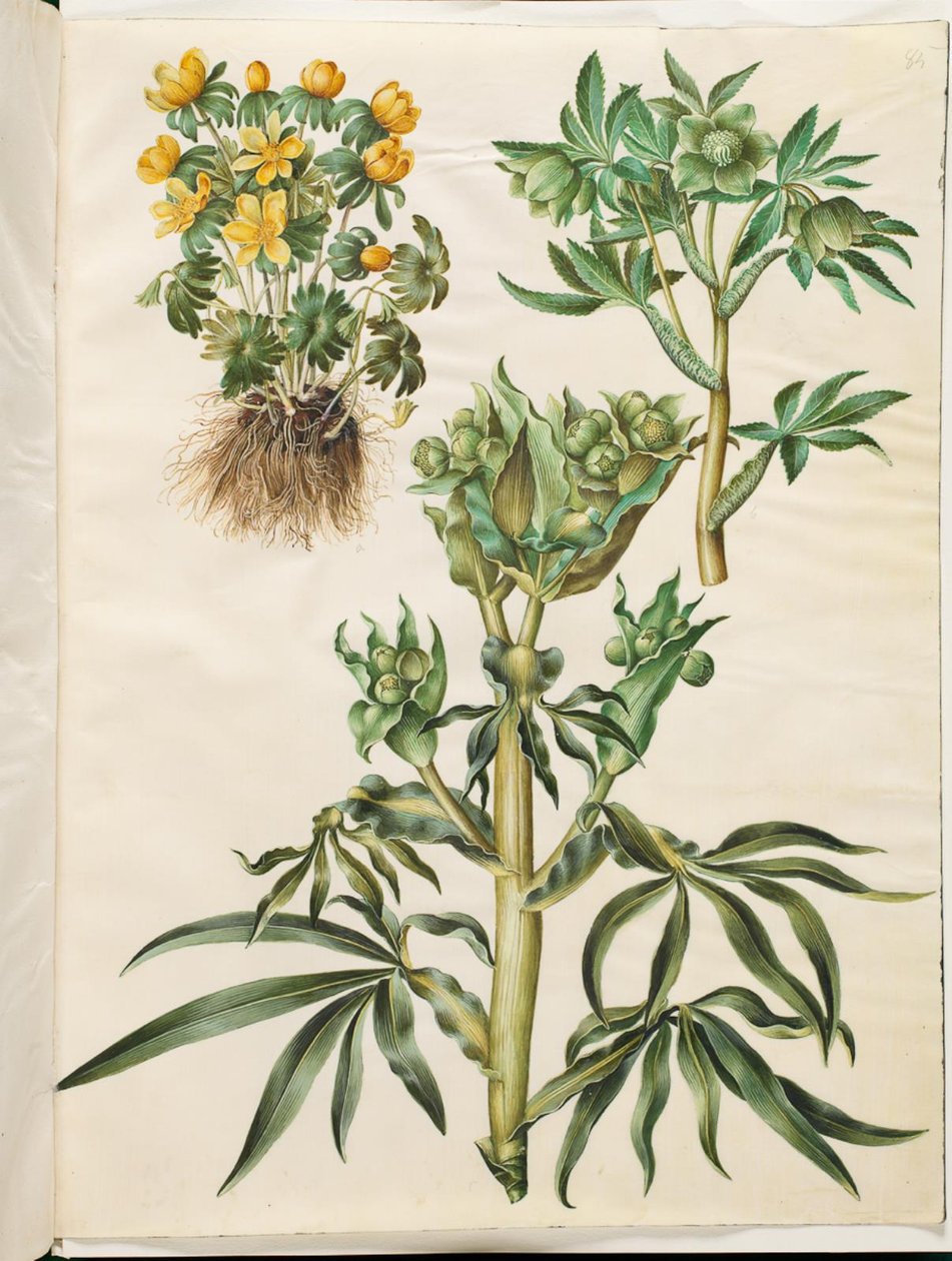 Eranthis tél (have-been); Zöld Helleborus (grøn nyserod); Helleborus stinkus (büdös nyserod) alkotó: Hans Simon Holtzbecker