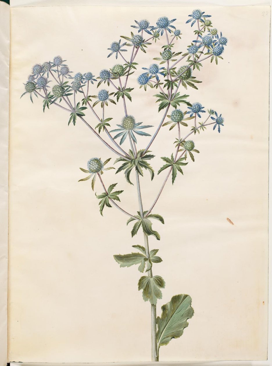 Lapos eryngium (have-mandstro) alkotó: Hans Simon Holtzbecker