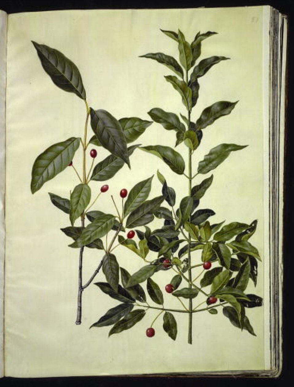 Euonymus latifolius (széleslevelű csontfa); Euonymus europaeus (közönséges csontfa) alkotó: Hans Simon Holtzbecker