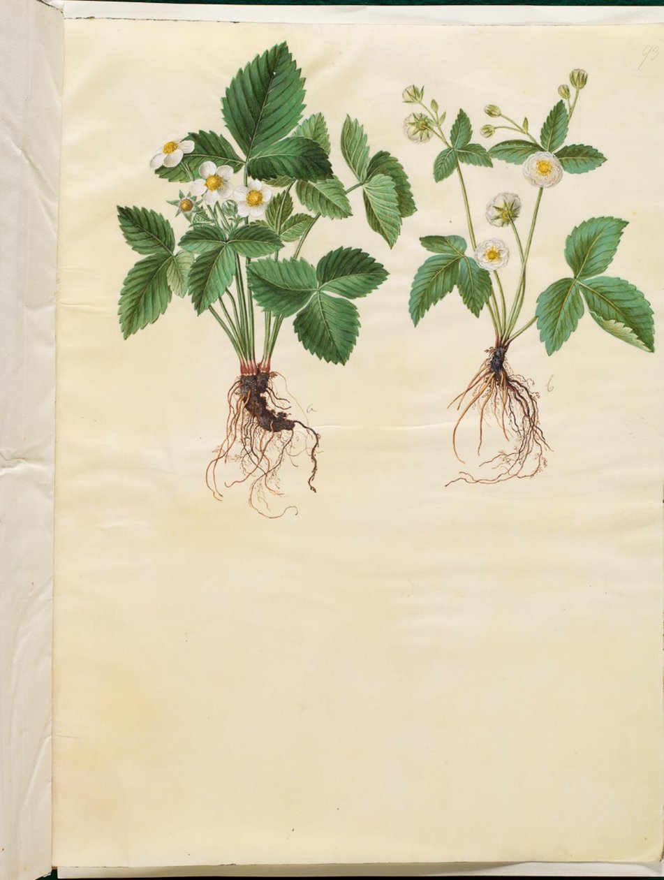 Fragaria vesca (erdei eper) alkotó: Hans Simon Holtzbecker