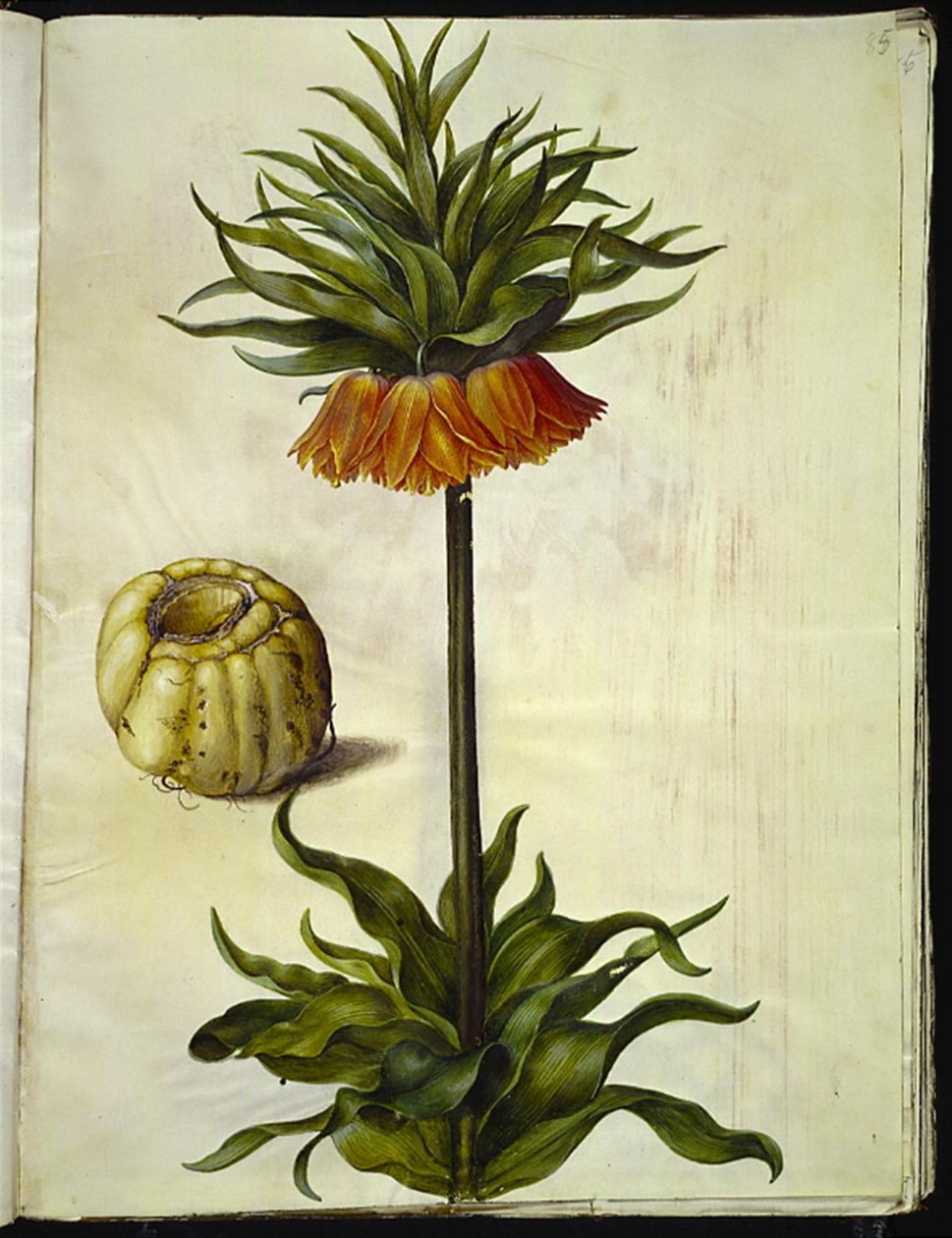 Fritillaria imperialis (koronacsászár) alkotó: Hans Simon Holtzbecker