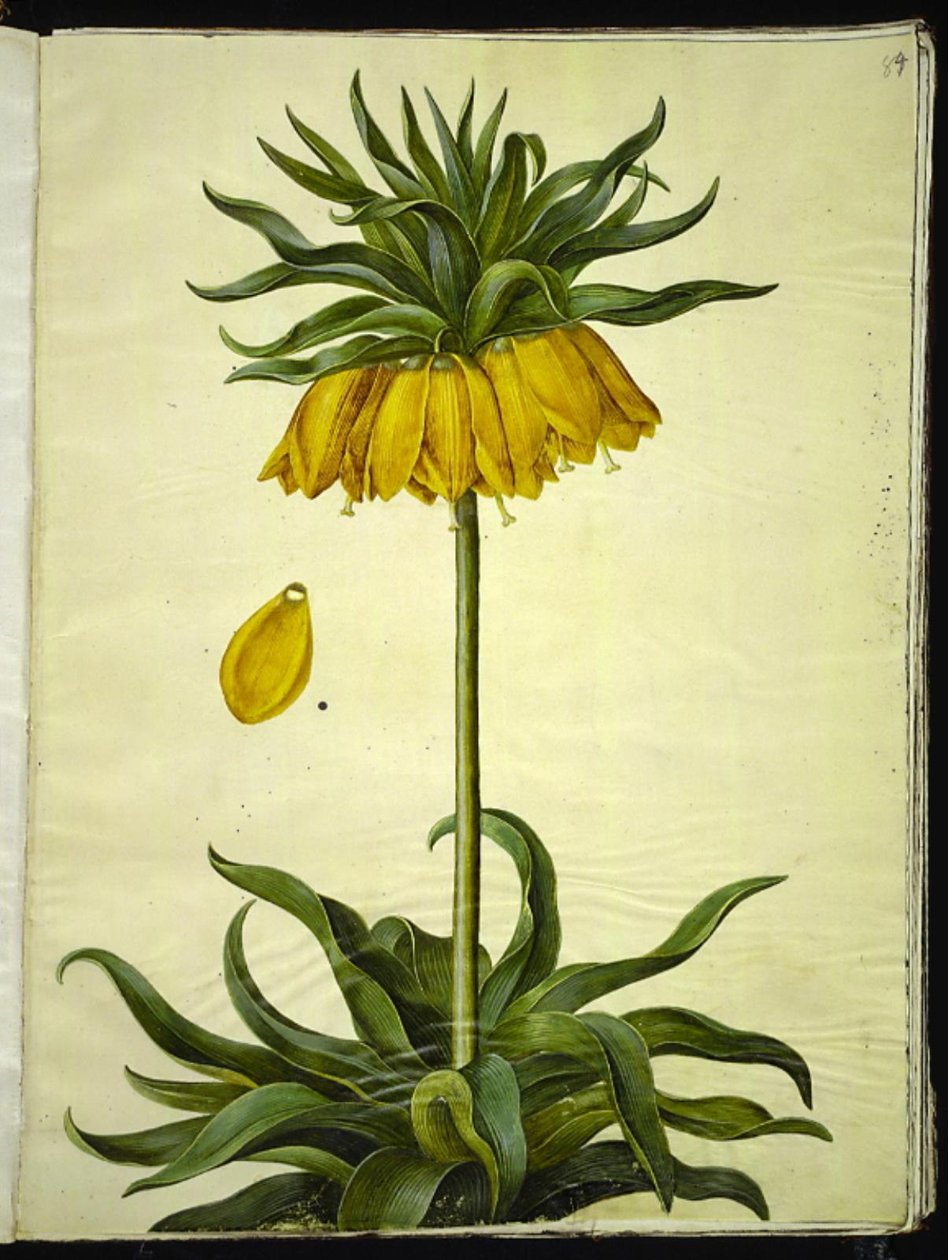 Fritillaria imperialis (koronacsászár) alkotó: Hans Simon Holtzbecker
