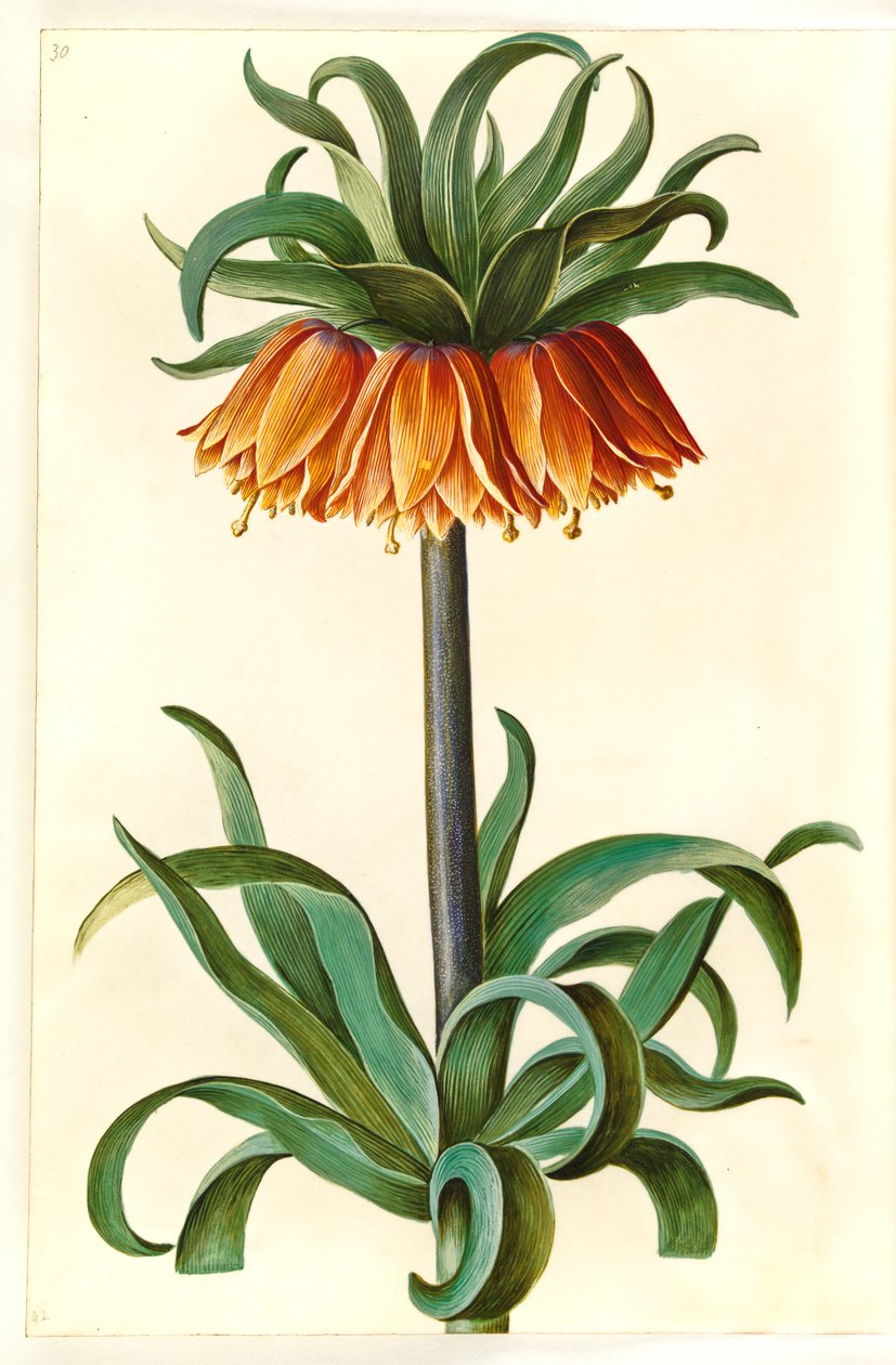 Fritillaria imperialis (koronacsászár) alkotó: Hans Simon Holtzbecker