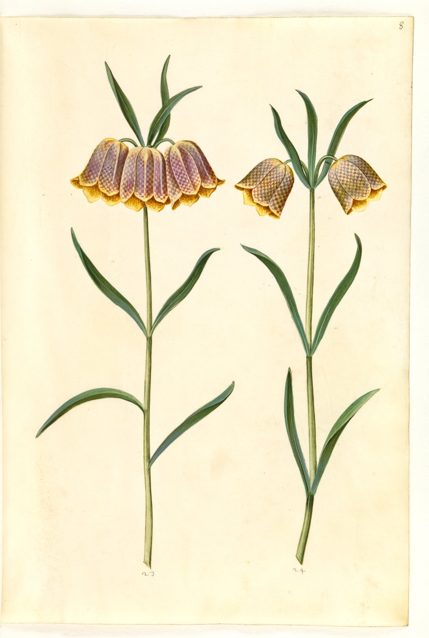 Fritillaria meleagris (közönséges viperatojás) alkotó: Hans Simon Holtzbecker