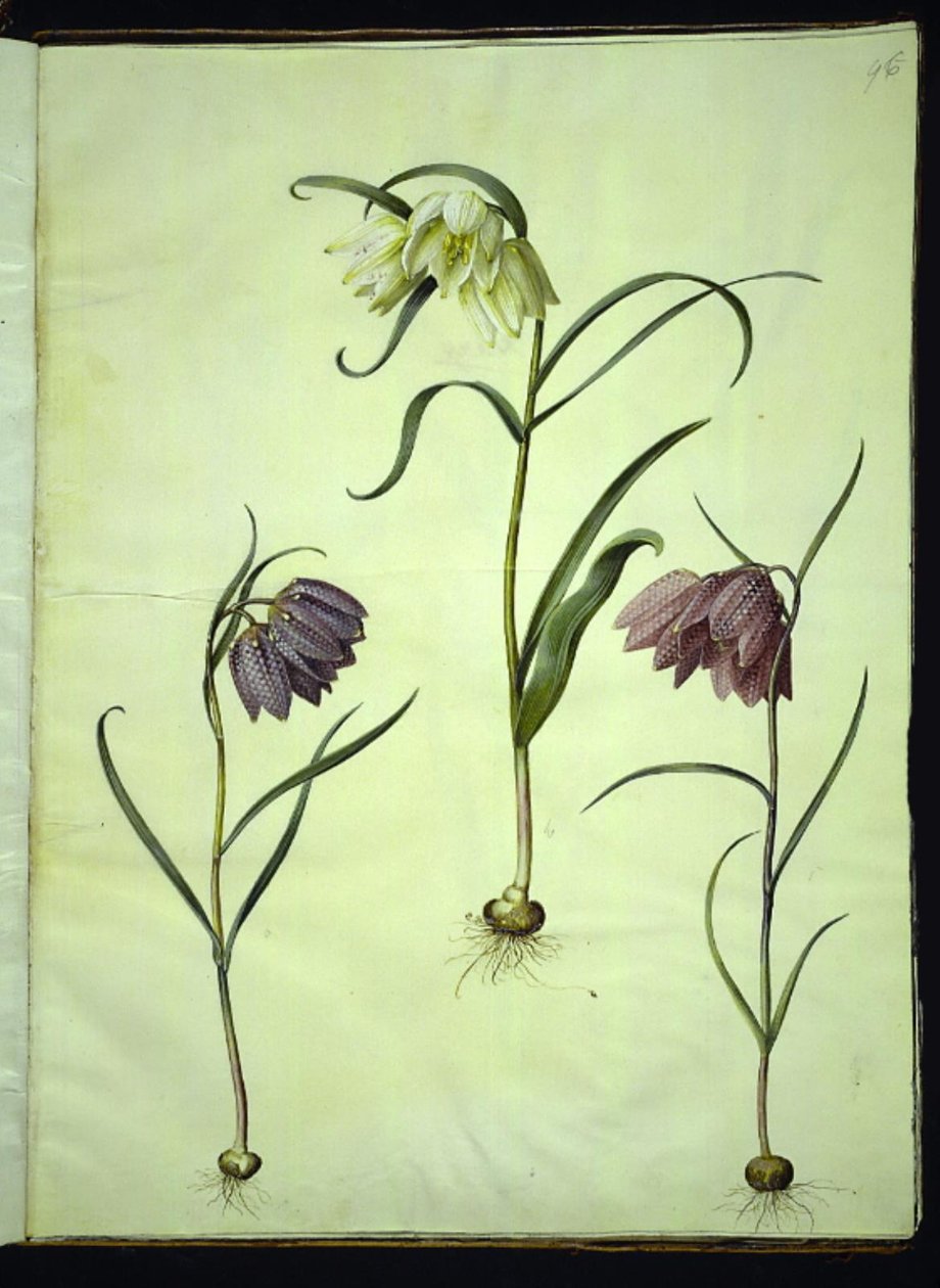 Fritillaria meleagris (közönséges viperatojás) alkotó: Hans Simon Holtzbecker