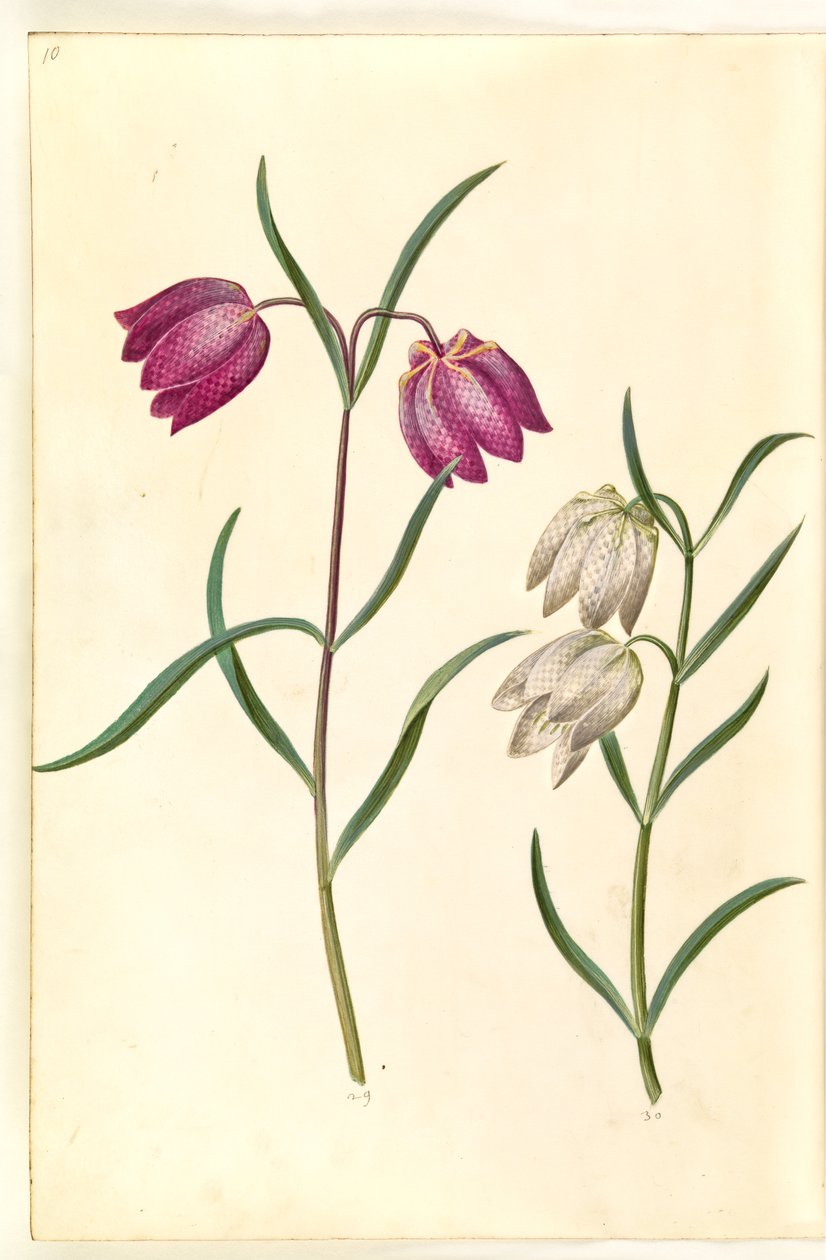 Fritillaria meleagris (közönséges viperatojás) alkotó: Hans Simon Holtzbecker