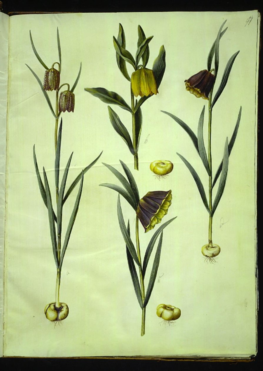 Fritillaria meleagris (közönséges viperatojás); Fritillaria aurea vagy Fritillaria tubiformis & moggridgei (vibe tojás); Fritillaria montana alkotó: Hans Simon Holtzbecker