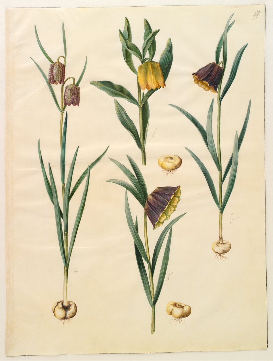 Fritillaria meleagris; Fritullaria lutea vagy Fritullaria latifolia var lutea; Fritillaria pyrenaica alkotó: Hans Simon Holtzbecker