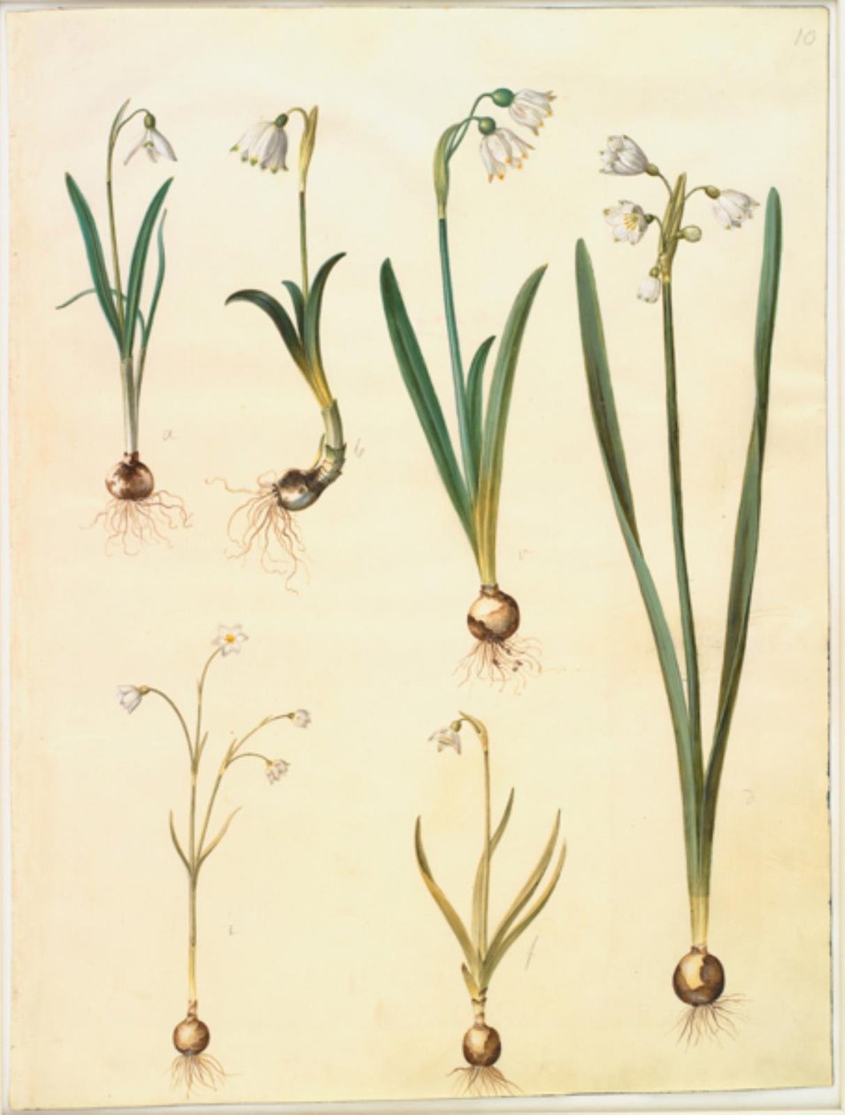 Galanthus nivalis (közönséges hóvirág); Leucojum vernum (Dorotea liliom); Leucojum aestivum (nyári szilva); Leucojum autumnale (őszi fehér szilva) alkotó: Hans Simon Holtzbecker