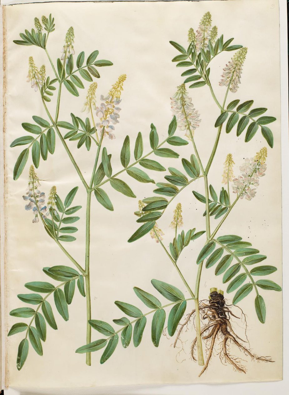 Galega officinalis (orvos hüvely) alkotó: Hans Simon Holtzbecker