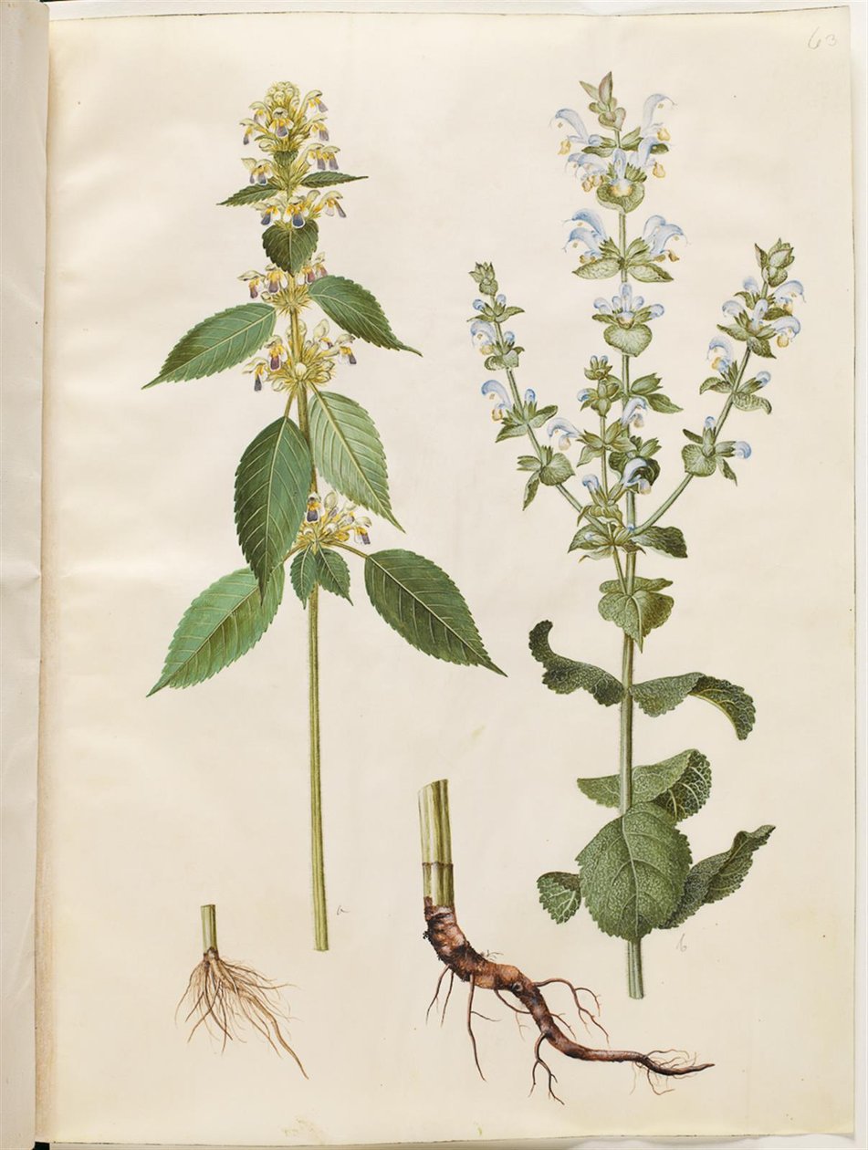 Galeopsis speciosa (kendercsótány); Salvia sclarea (tarka zsálya) alkotó: Hans Simon Holtzbecker