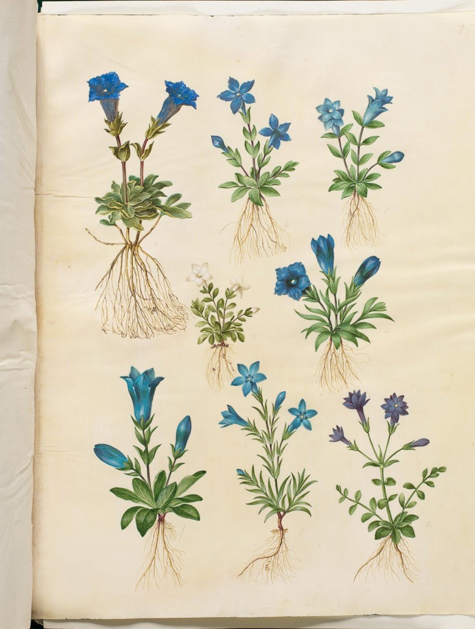 Gentiana acaulis (szár nélküli tárnics); Gentiana verna (tavaszi tárnics); Gentiana acaulis (szár nélküli tárnics); Gentiana (tárnicsfaj) alkotó: Hans Simon Holtzbecker