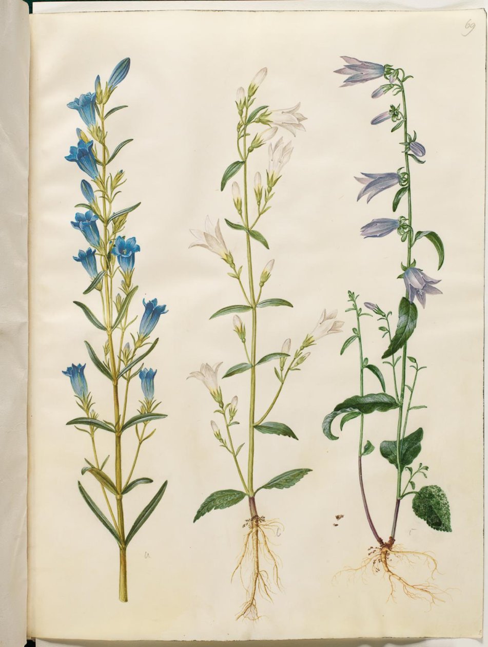 Gentiana pneumonanthe (harangtárs); Campanula patula (réti harang); Campanula rapunculoides (egyoldalú harang) alkotó: Hans Simon Holtzbecker