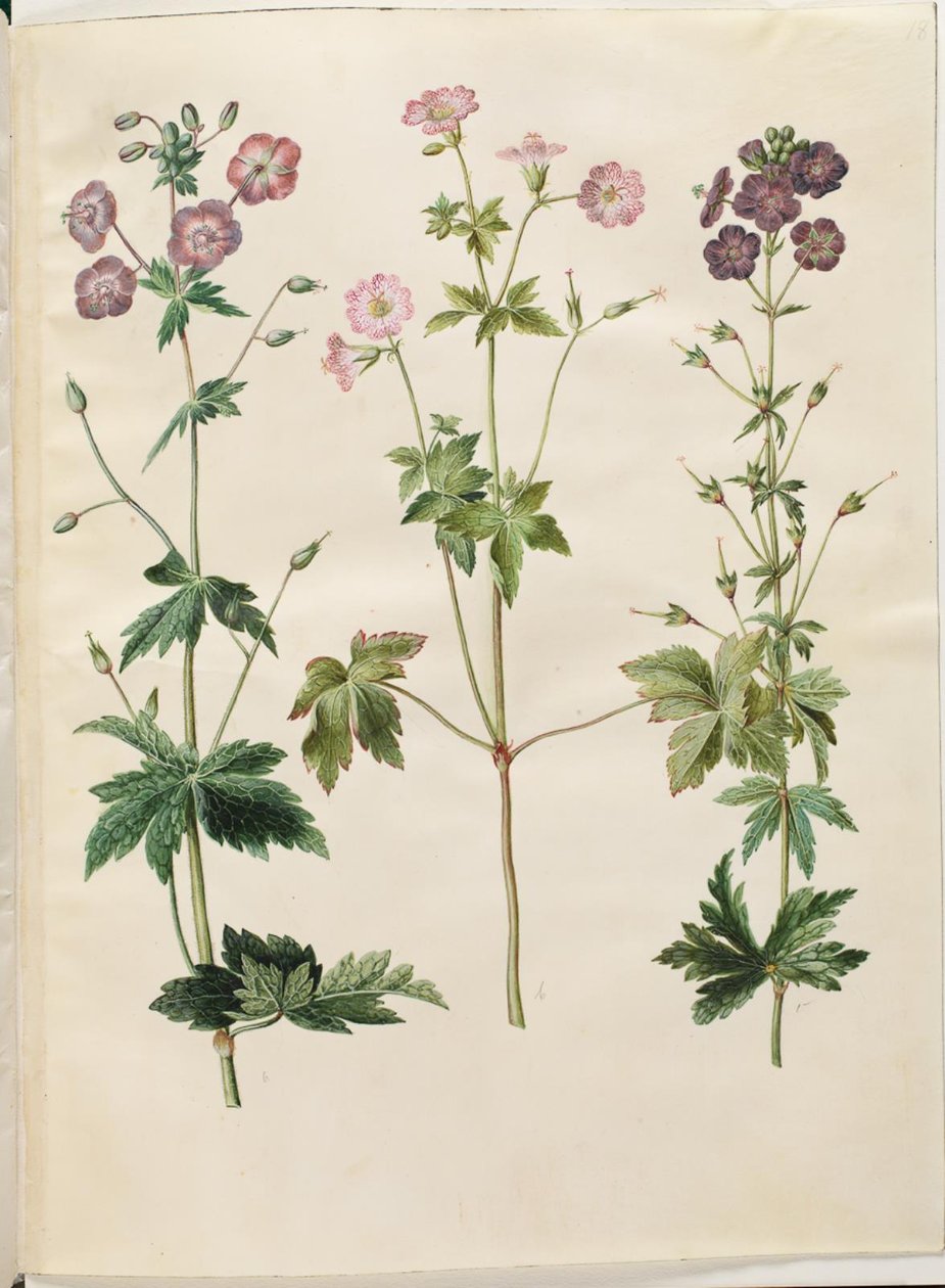 Geranium phaeum (hullámkoronás gólyacsőr); Geranium versicolor (hálós gólyacsőr) alkotó: Hans Simon Holtzbecker