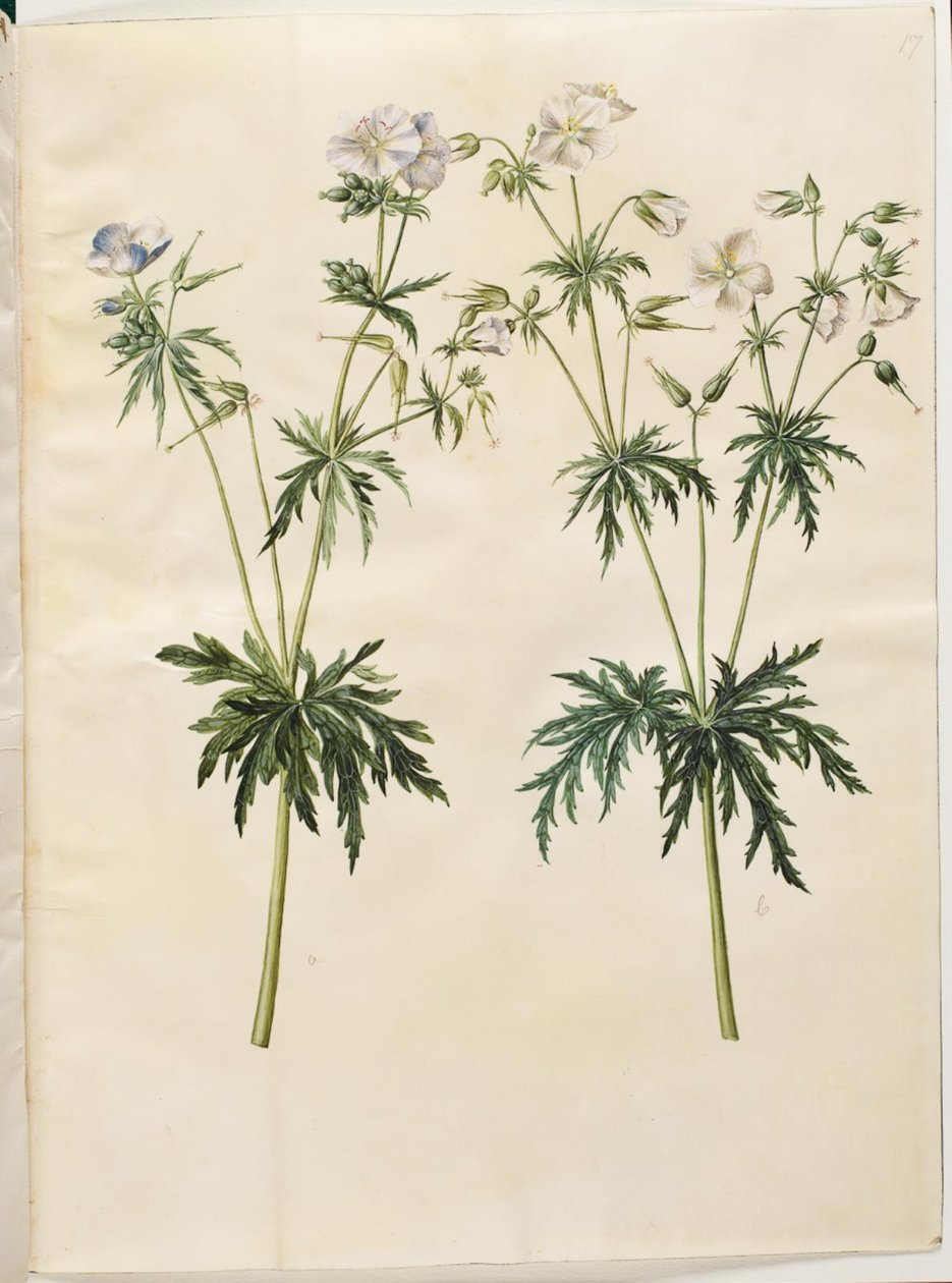 Geranium pratense (réti gólyacsőrű) alkotó: Hans Simon Holtzbecker