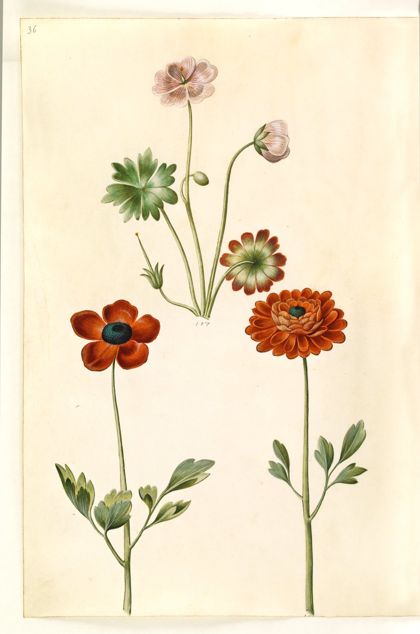 Geranium sanguineum striatum (stribet storkenæb); Ranunculus asiatica (have-ranunkel) alkotó: Hans Simon Holtzbecker